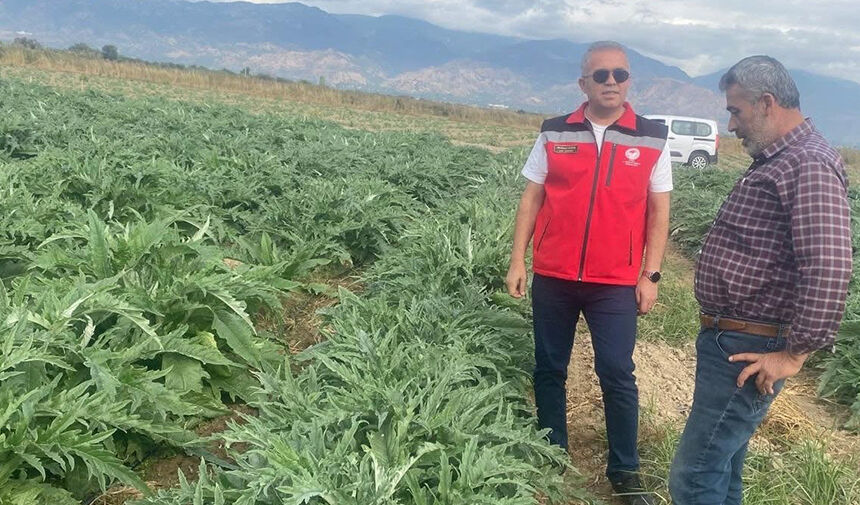 Coğrafi işaretli Gölhisar Enginarı'nda hasat için geri sayım başladı